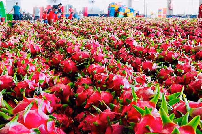 Thanh long Việt Nam được đánh giá cao trên thị trường quốc tế, đặc biệt là tại Trung Quốc – nơi chiếm tới 90% lượng thanh long nhập khẩu. Ảnh: VietLinh Agrimex