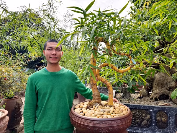 Anh Nguyễn Sỹ Luân (SN 1995), trú tại thôn Bảo An, xã Hoàng An, huyện Hiệp Hoà (Bắc Giang) được nhiều người biết đến khi sở hữu hàng nghìn gốc tre bonsai độc đáo. Ảnh: Báo giao thông