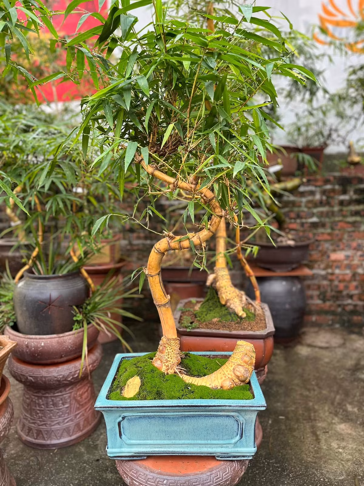 Từ khâu chọn mua phôi tre, dâm cho phôi sống, đưa vào chậu, tạo thế. Tùy vào hình thế phôi ban đầu, anh Luân sẽ dựa vào đó để tạo cho tre thế phù hợp. Ảnh: FB Nguyễn Sỹ Luân