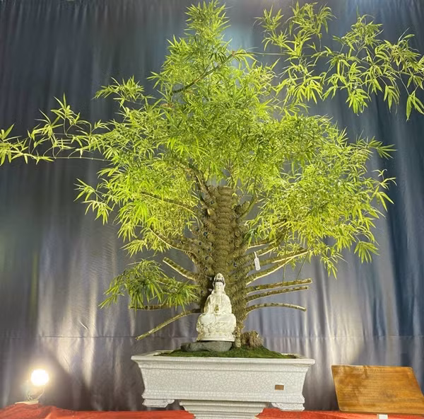 Cây tre cao khoảng 1,8 mét, tán rộng gần 2 mét, trồng trong chậu gốm men rạn Phật Sơn có kích thước 80x65cm. Ảnh: Arttimes