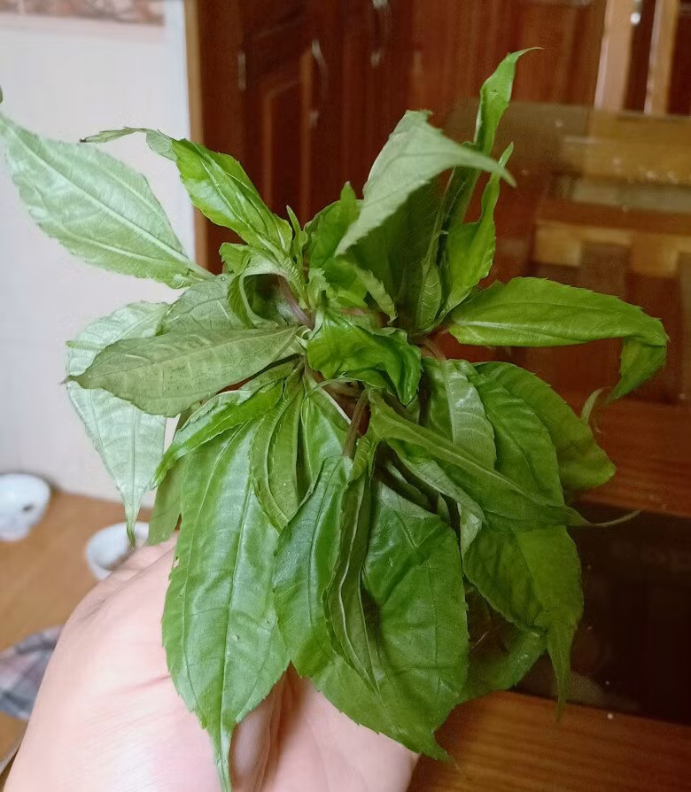 Ngoài ra, lá pạ phì còn có thể chế biến thành nhiều món phổ biến như luộc chấm mắm tỏi hoặc xào bò, xào thịt trâu. Ảnh: Facebook