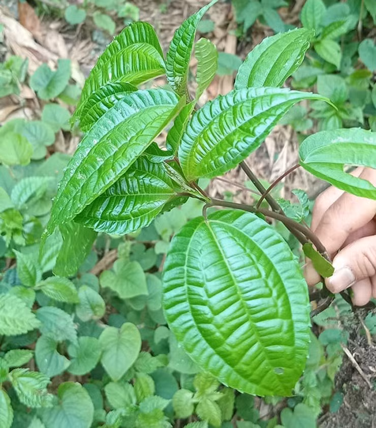 Nhờ hái lá pạ phì bán cho nhà hàng và thương lái, không ít người dân ở Bát Xát, Lào Cai có thêm được một nguồn thu nhập đáng kể. Ảnh: Facebook