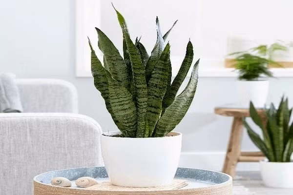 Với khả năng lọc không khí, cây lưỡi hổ thường được đặt ở những nơi có ít người qua lại giúp chống lại vận khí xấu cho gia chủ. Ảnh: Nogifu