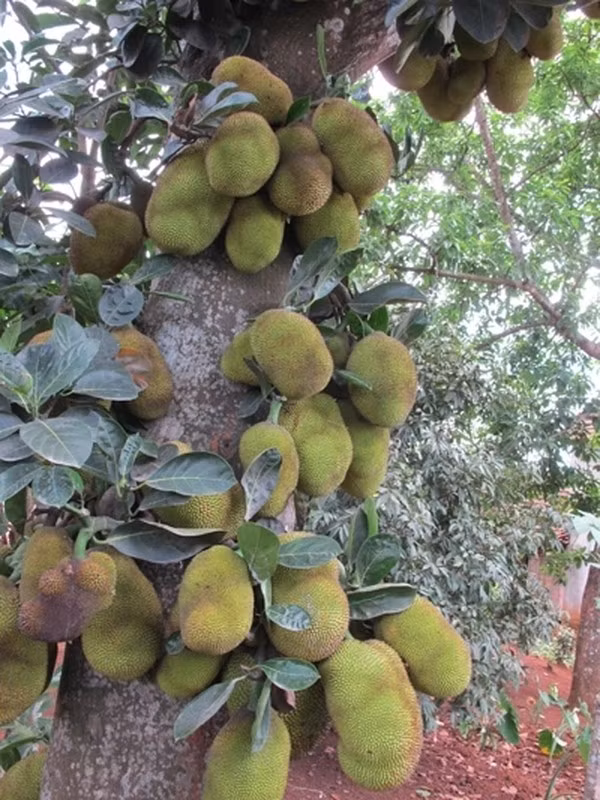 Một cây mít cho quả từ gốc đến ngọn ở Nghệ An khiến dân tình "đứng ngồi không yên". Ảnh: Facebook