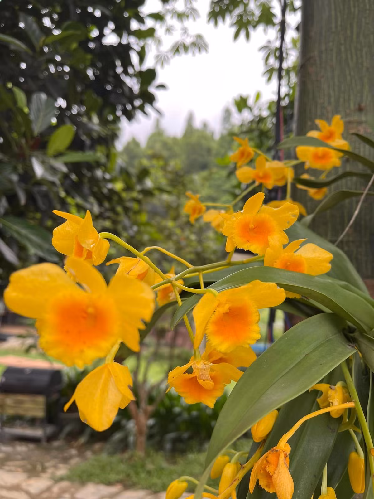 Phong lan bung nở rực rỡ. Ảnh: FBNV