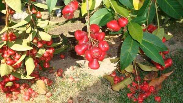 Roi chín đỏ rụng đầy gốc. Ảnh: FBNV