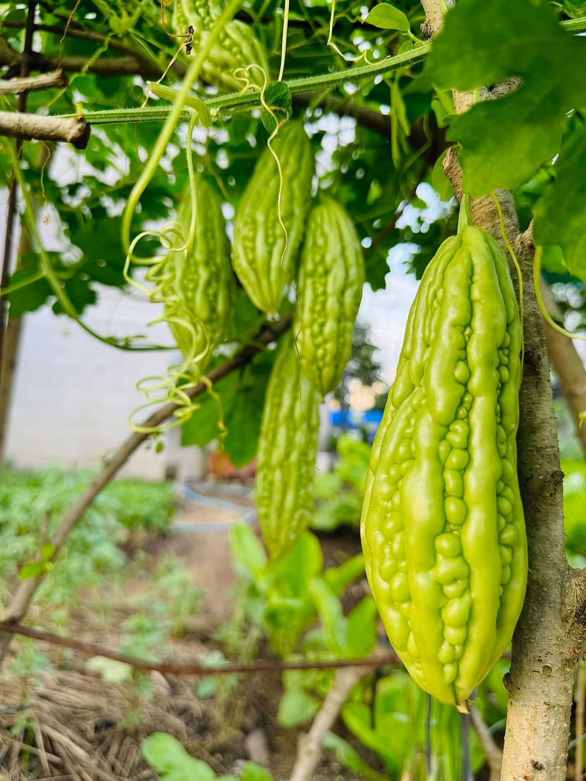 Mướp đắng lúc lỉu quả. Ảnh: FB Đoàn Di Băng