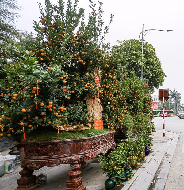 Trong khi đó, các sản phẩm quất bonsai kết hợp với gỗ lũa giá dao động từ 60 - 100 triệu đồng. Ảnh: Dân Việt