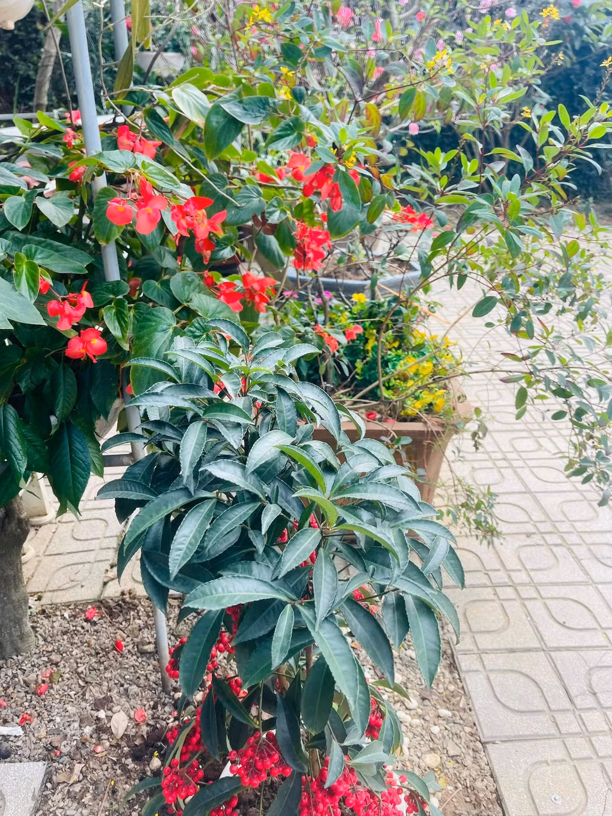Nghệ sĩ Thanh Hoa thích chăm sóc cây cối sau những giờ hoạt động nghệ thuật. Ảnh: FBNV