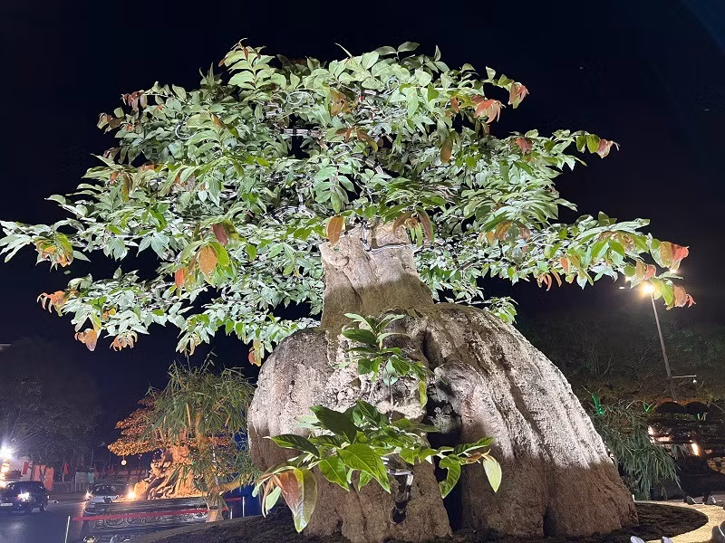 Sau nhiều năm chăm sóc, cây bằng lăng đã hồi sinh rực rỡ. Ảnh: Người đưa tin