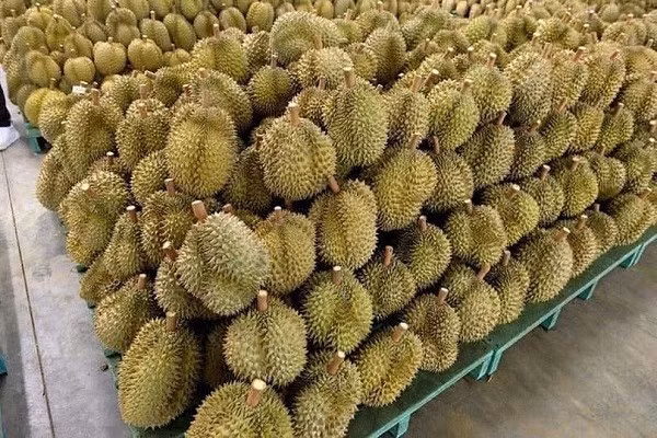 Cuoi nam, sau rieng tang gia manh