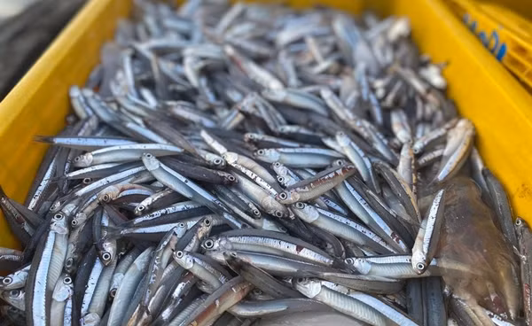 Dù là loại cá nhỏ, giá rẻ nhưng cá cơm thực sự là kho báu dinh dưỡng. Cá cơm thường ăn nguyên con nên là nguồn canxi tự nhiên lý tưởng cho trẻ em, phụ nữ...Ảnh: Internet