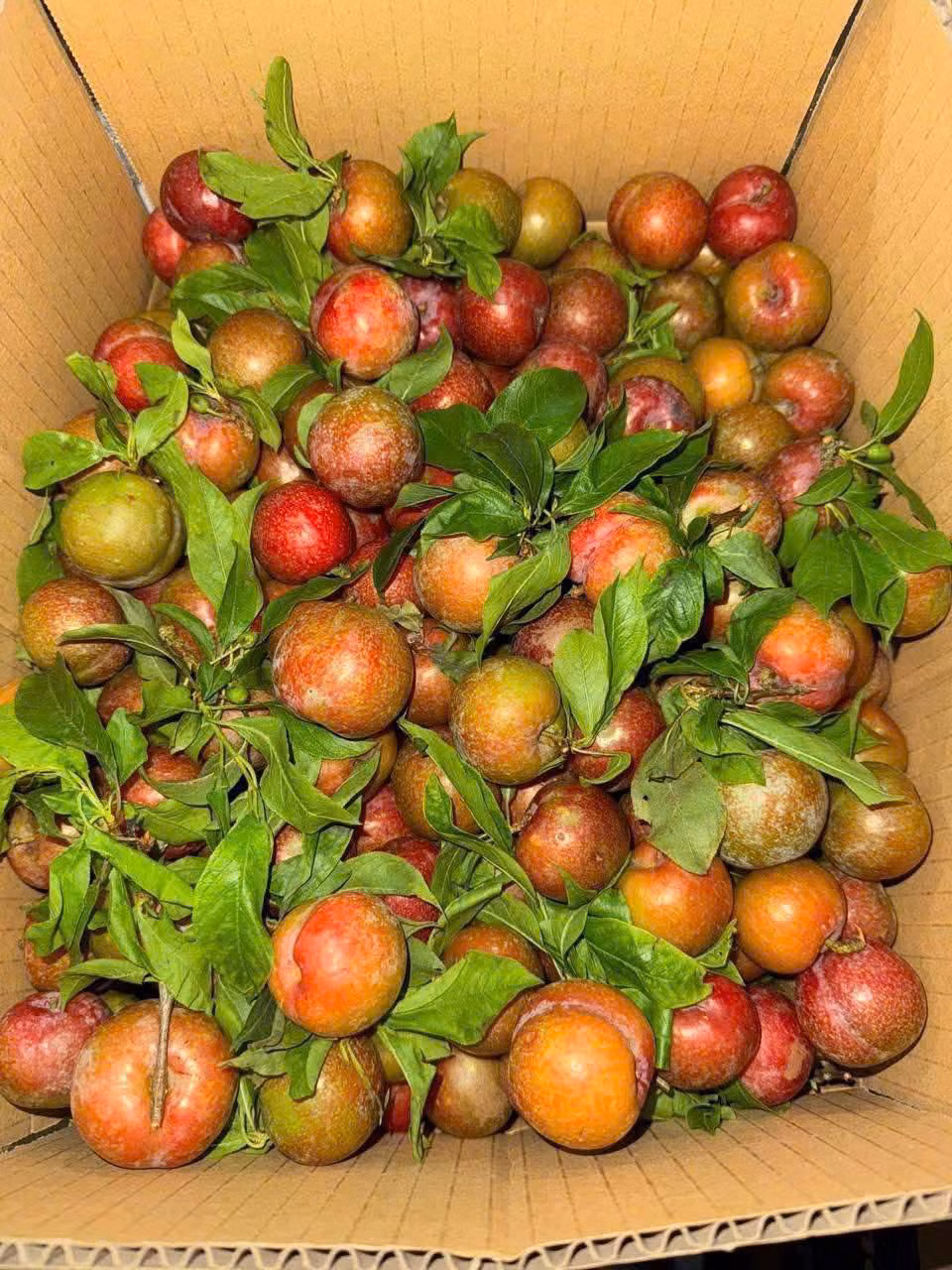 Gần 300.000 đồng/kg, khách vẫn xuống tiền mua mận hậu đầu mùa - Hình 2 Gan 300.000 dong/kg, khach van xuong tien mua man hau dau mua-Hinh-2