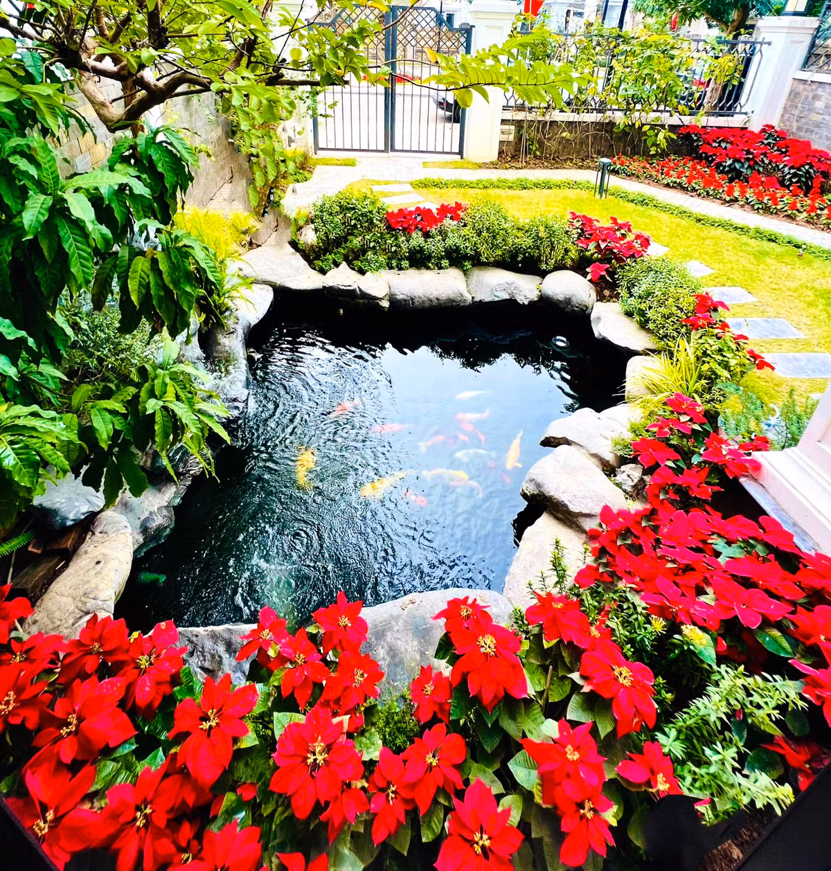 Bên ngoài biệt thự có hồ cá Koi lớn. Cây cảnh trong vườn trồng thẳng lối, tạo không gian gần gũi với thiên nhiên giữa thành phố nhộn nhịp. Ảnh: FB Lã Thanh Huyền