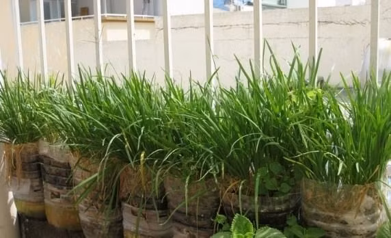Hẹ là loại rau dễ trồng, chỉ cần nhiệt độ thích hợp là xanh tốt và cho thu hoạch quanh năm. Hẹ có thể trồng bằng hạt hoặc thân trong chậu đặt ở ban công, sân thượng. Ảnh: Sfarm