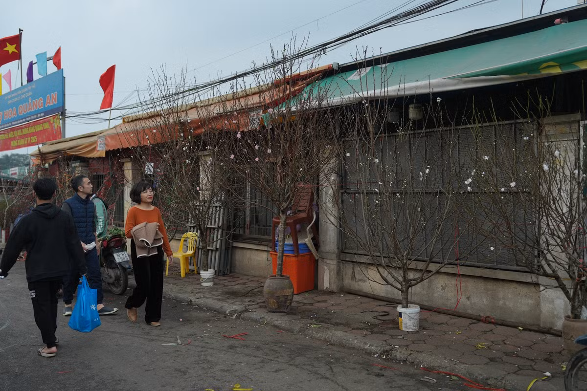 Những cành đào Nhật Tân nhỏ có giá dao động từ 100.000 - 300.000 đồng/cành. Ảnh: Khánh Huy