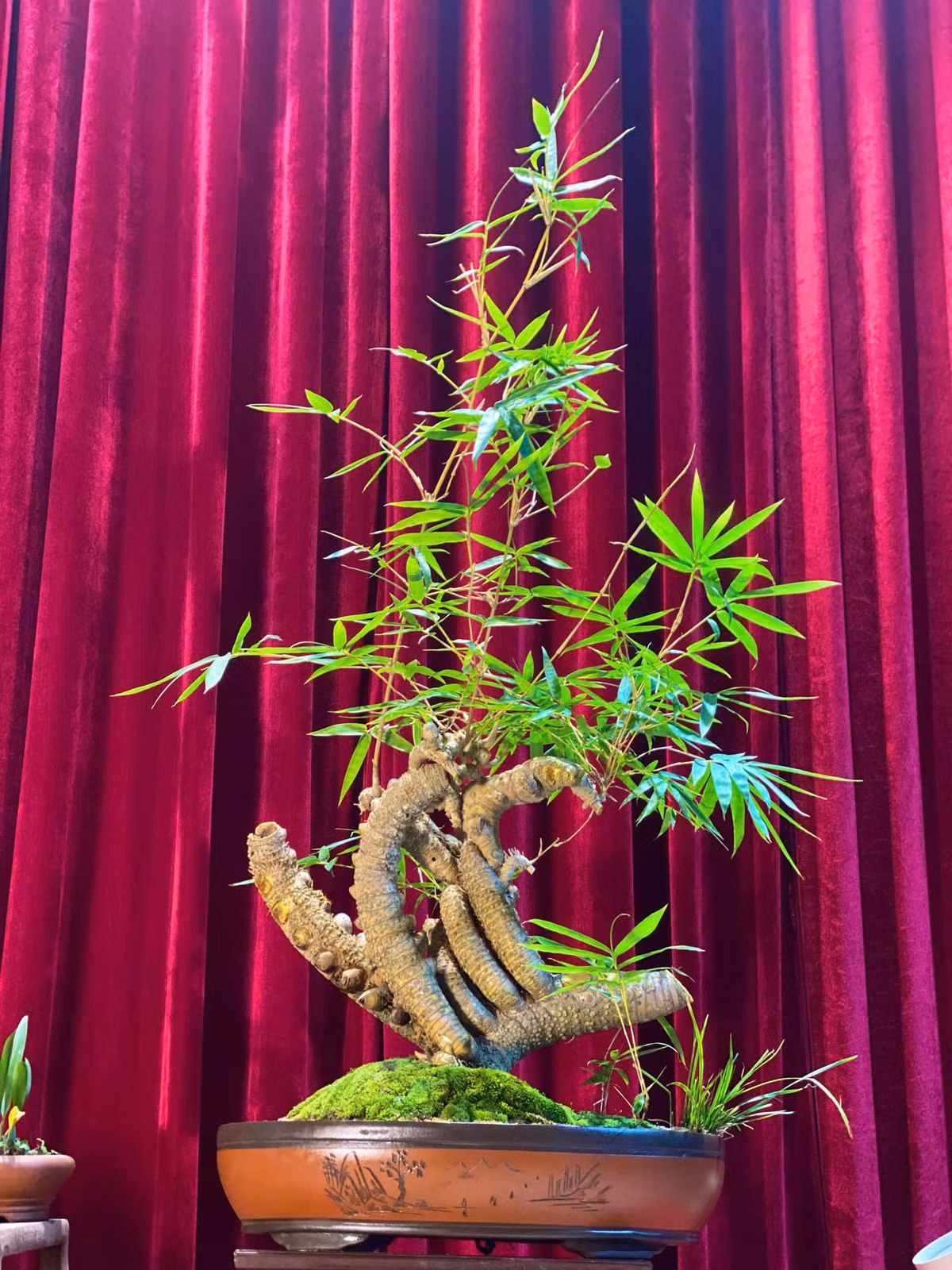 Tre bonsai phục vụ nhu cầu trang trí nhà cửa, sân vườn. Ảnh: FB Nguyễn Sỹ Luân