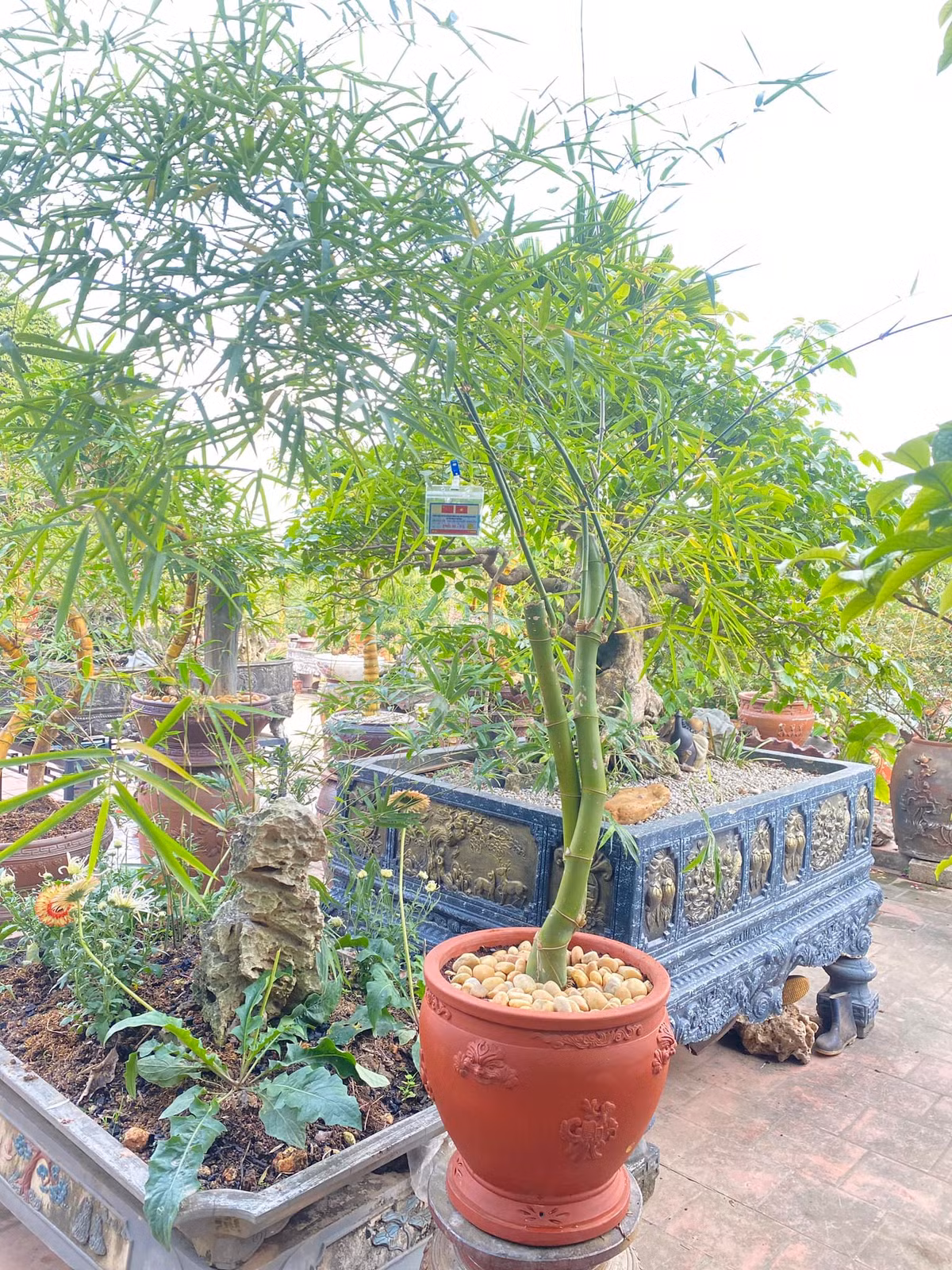 Từ những gốc tre rất đỗi bình thường, anh Luân đã tạo nên những tác phẩm bonsai nghệ thuật độc đáo, được nhiều người tìm mua với giá từ vài triệu đồng đến vài chục triệu đồng. Ảnh: FB Nguyễn Sỹ Luân