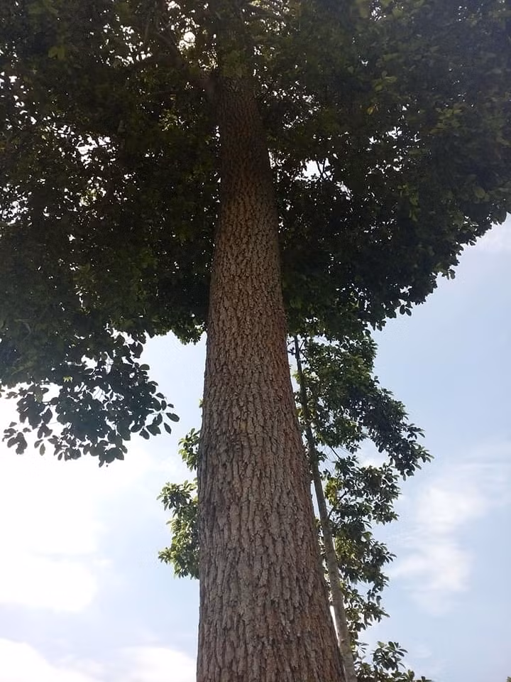  Gù hương là một trong những loại gỗ quý tại Việt Nam. Tro đó, gỗ hương xù là cách gọi ở miền Bắc, còn miền Nam gọi là cây xá xị. Ảnh: Internet