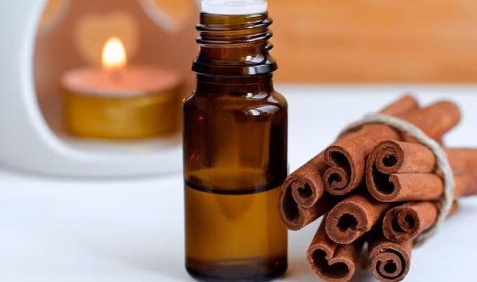 Cách đây hơn một thập kỷ, tinh dầu gù hương được xem như một loại "vàng lỏng" khi giá lên đến một triệu đồng mỗi lít, tương đương với hai chỉ vàng thời bấy giờ. Ảnh: Internet