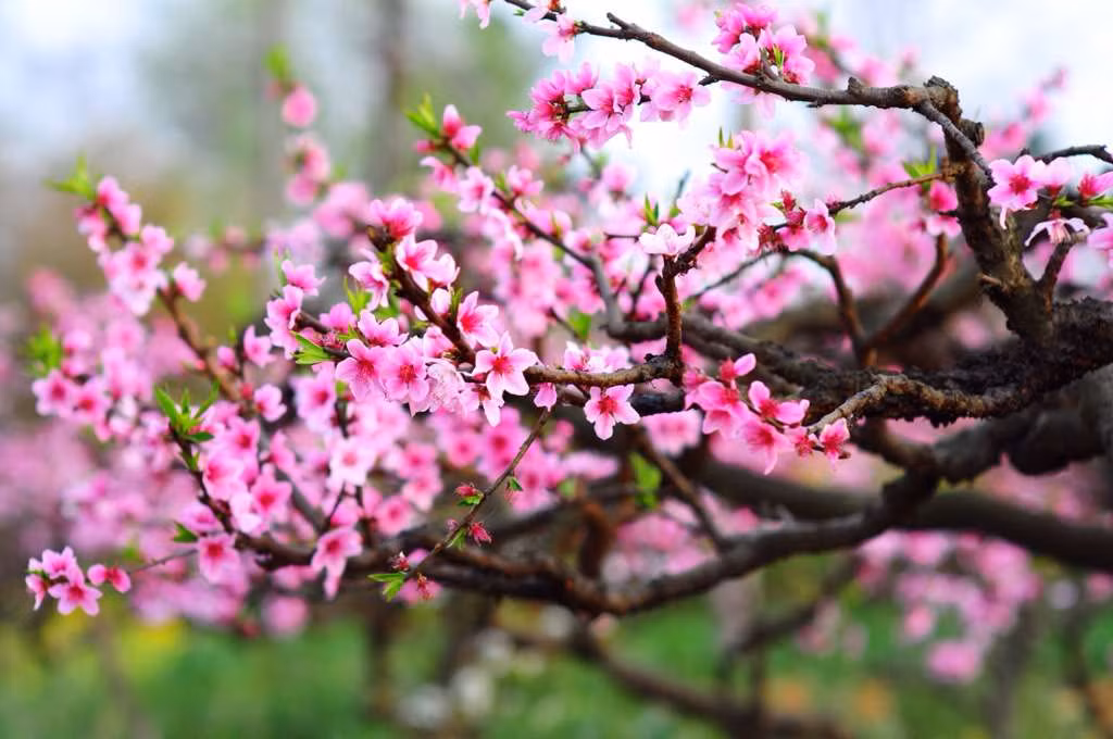 Thú vui mua đào ngày Tết là thói quen của nhiều người Việt vào những ngày áp Tết Nguyên Đán. Tuy nhiên, giữa rừng cây đào, đôi khi người mua sẽ gặp khó khăn và phân vân giữa việc lựa chọn.
