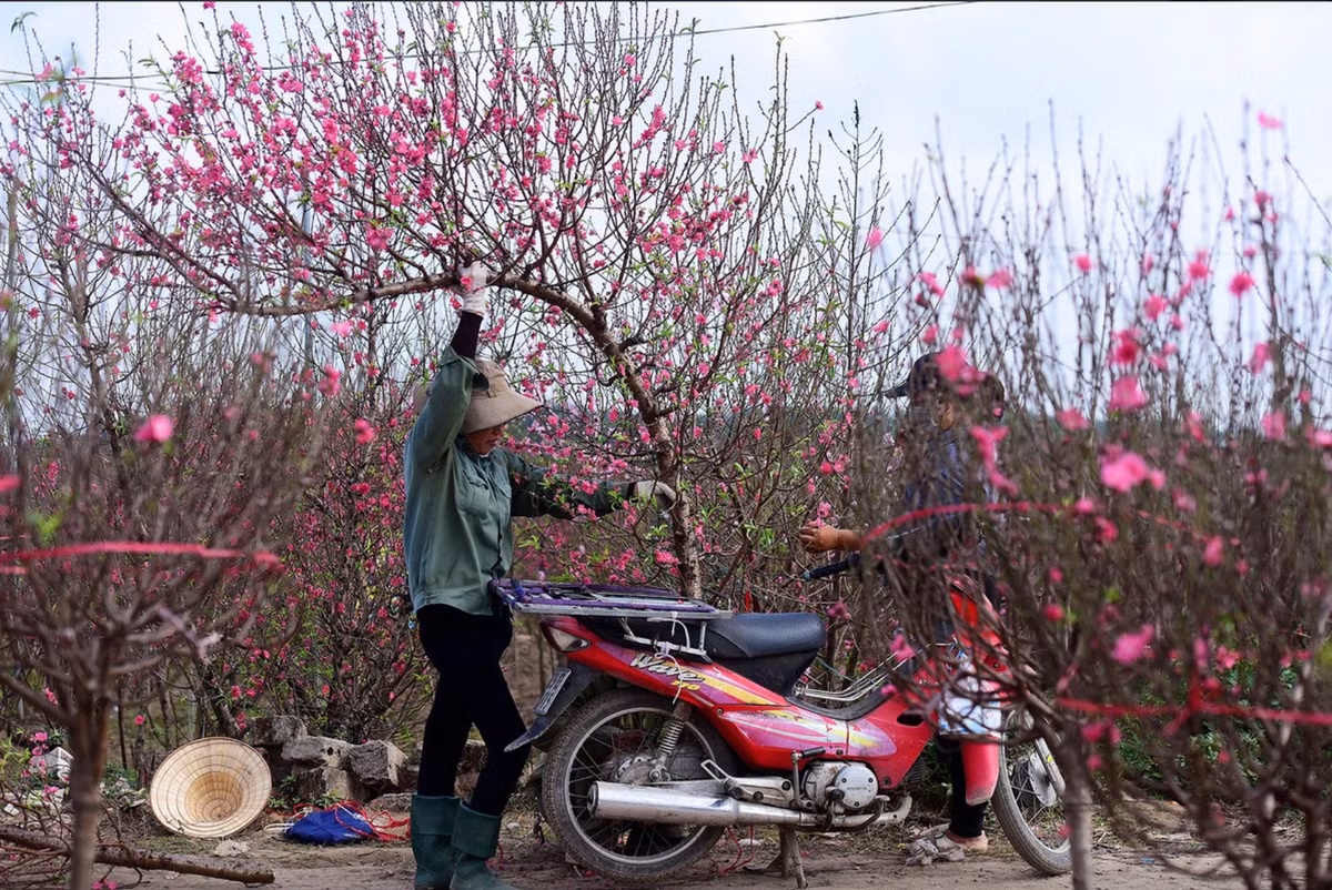 Dăm (nhánh nhỏ) nhỏ, nhiều nụ, mập mạp là những cành đào đẹp. Dăm vút thẳng ra ngoài tán, nụ rải đều từ đầu đến cuối cành. Nên chọn những cành có nhiều nụ, nụ tròn đều, màu sắc tươi tắn. Thân đào khỏe mạnh, chắc chắn, có thể có vết sần sùi nhưng không bị sâu bệnh.