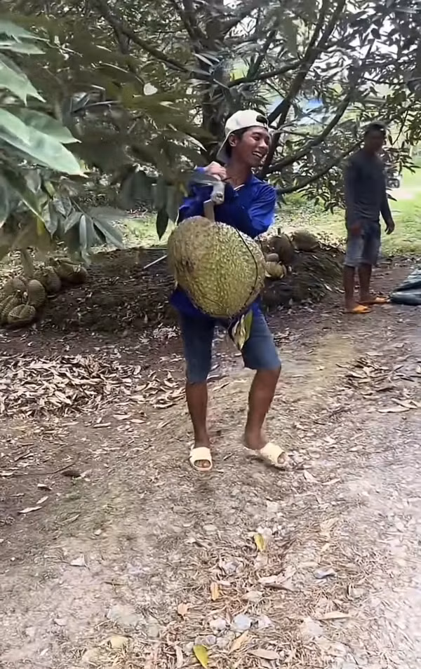 Sầu riêng là trái cây phổ biến, có nhiều gai nhọn, nặng khoảng 1 - 3 kg. Nhưng mới đây, mạng xã hội xuất hiện trái sầu riêng khổng lồ khiến dân tình kinh ngạc. Ảnh: @huynhthikimthoa0000
