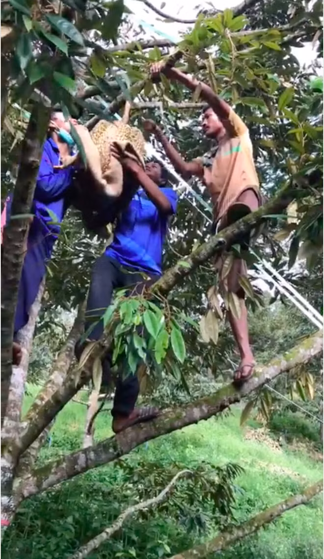 Dù kích thước to nhưng quả sầu riêng vẫn nằm chễm chệ trên cành cao. Chủ vườn phải huy động tới 4 người cùng nhau trèo lên hái xuống. Ảnh: TikTok
