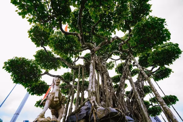 Đặc biệt, có thông tin một nhà sưu tầm người Nhật từng định giá chậu cảnh này với con số khổng lồ hơn 20 triệu USD, tương đương với hơn 460 tỷ đồng (theo tỷ giá tại thời điểm đó). Ảnh: Internet