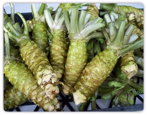 Nhiệt độ nước phải được duy trì ổn định ở mức 15 độ C - điều kiện "vàng" để Wasabi phát triển. Ảnh: Real Wasabi