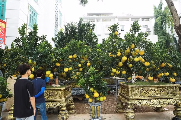 Một chậu bưởi cảnh đẹp phải đáp ứng đủ 3 tiêu chí: gốc cây dáng đẹp mắt; lá xanh tốt, dày, đủ cả lá non, lá già và nhiều quả. Ảnh: Người đưa tin
