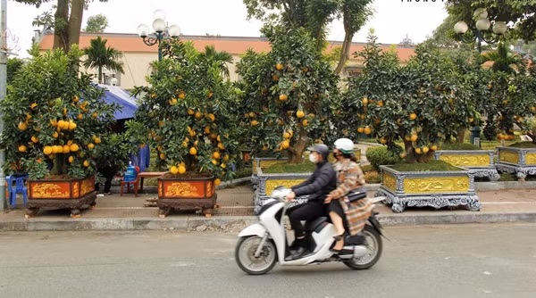 Gần một tháng nữa là đến Tết Nguyên đán 2025, trên nhiều tuyến phố ở Hà Nội, Tp HCM và nhiều tỉnh khác đã bày bán nhiều chậu bưởi cảnh, phục vụ nhu cầu của người dân. Ảnh: Baotintuc