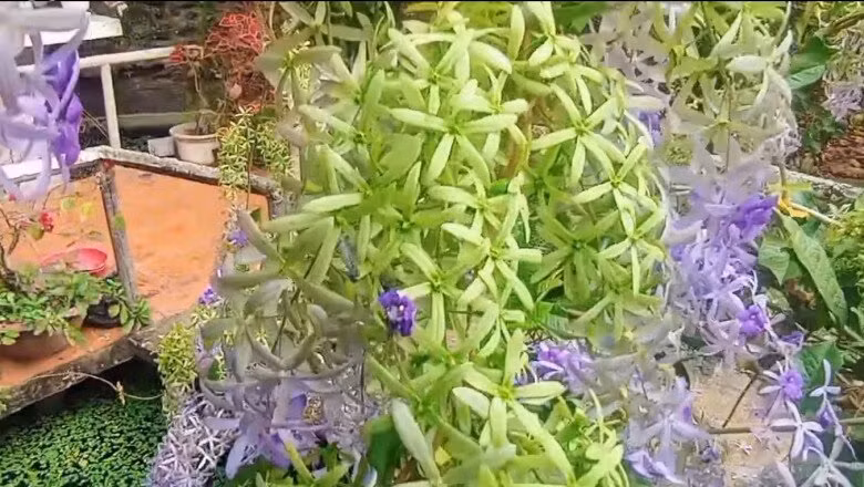 Những chùm mai xanh nở rộ tạo khung cảnh lãng mạn trong vườn. Ảnh: FB Nguyễn Kiều Trinh