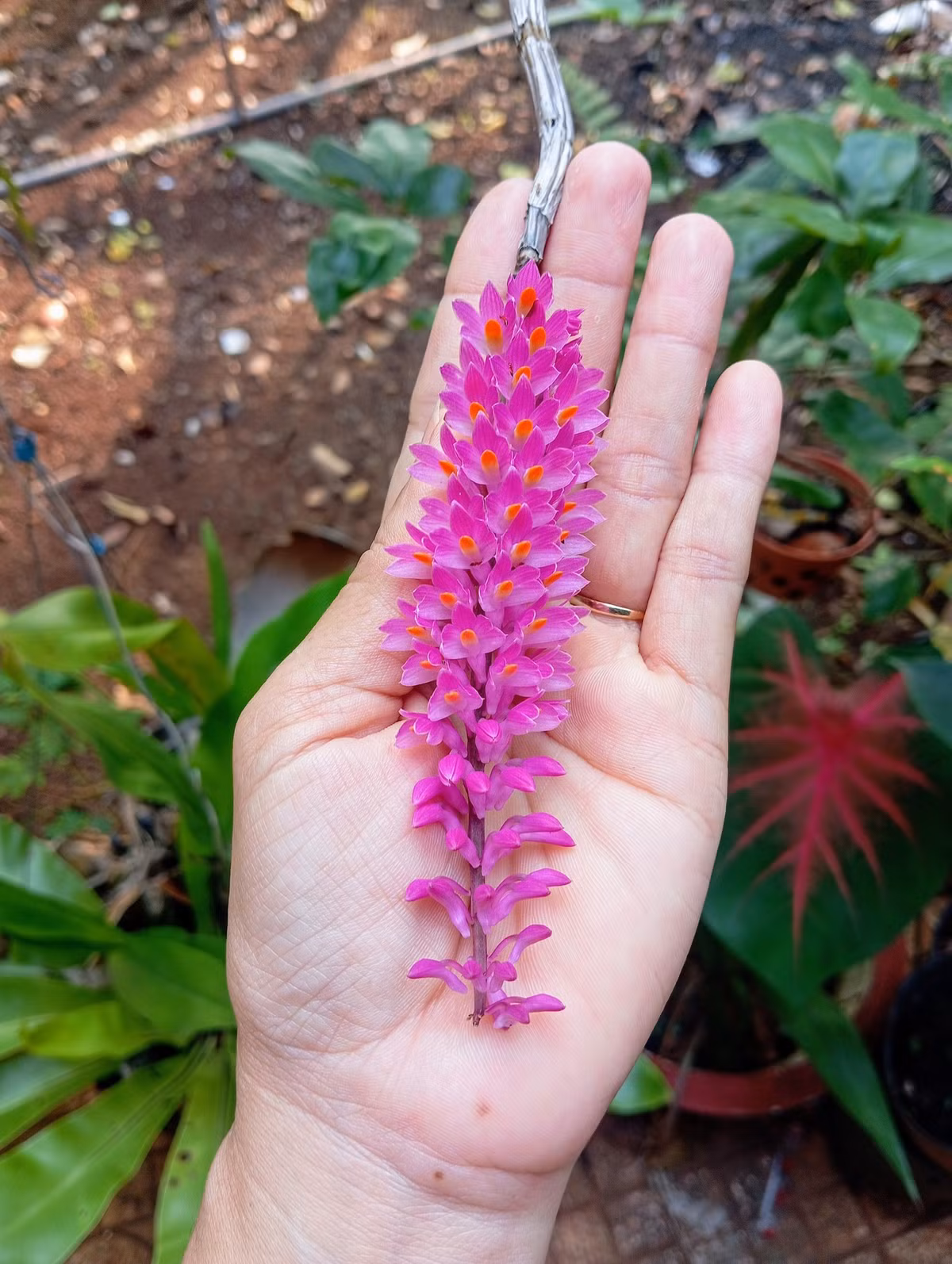 Ngọc điểm (hay còn gọi đai châu) có những chùm hoa dày, bông to, tỏa hương nhẹ nhàng. Ảnh: FB Nguyễn Kiều Trinh