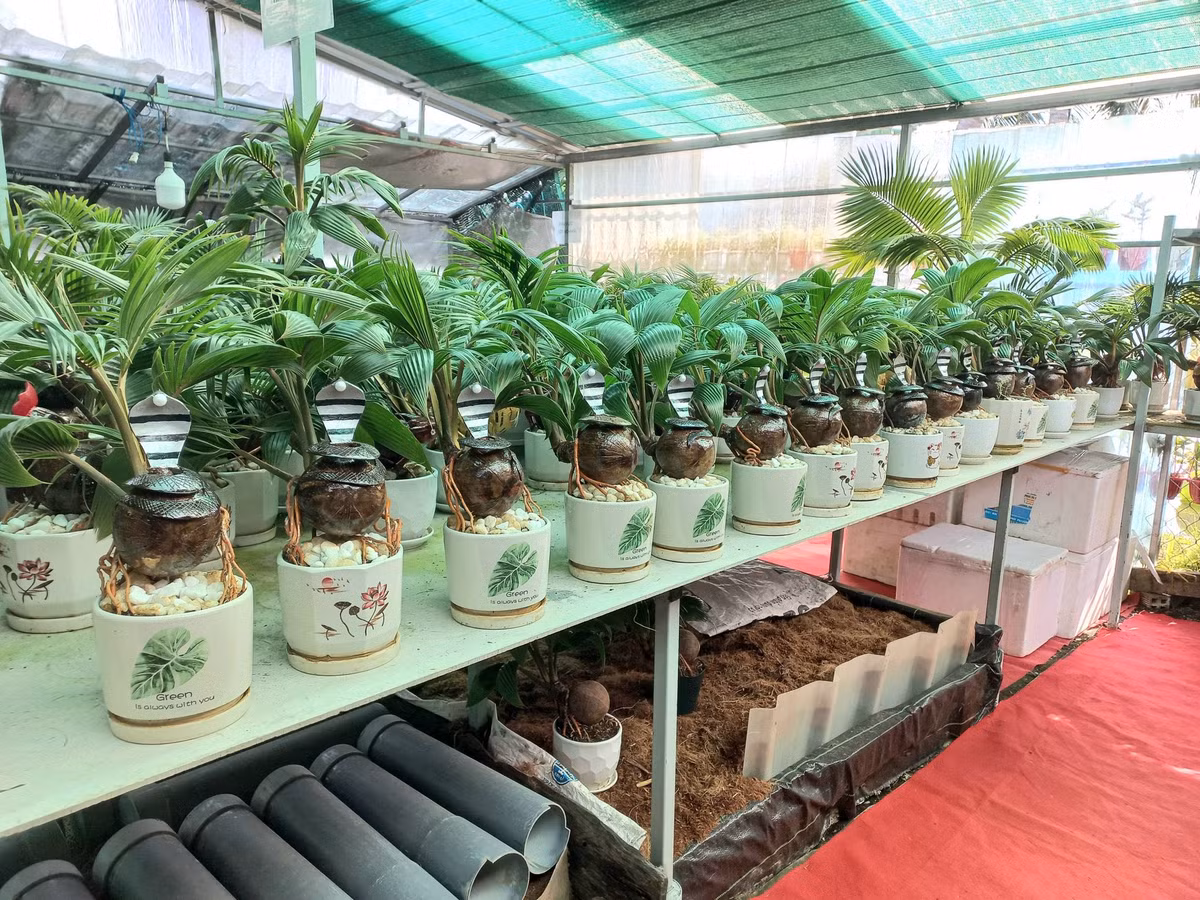 Tùy từng mẫu mã, kích thước và độ khó khi làm, mỗi chậu bonsai dừa hình rắn có giá dao động từ 250.000 - 3 triệu đồng. Duabonsaithanhtung