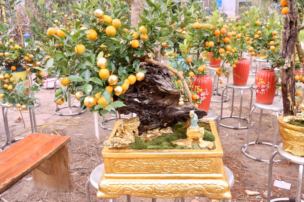 Mỗi chậu quất dát vàng giá từ 500.000 - 5 triệu đồng/chậu, tùy kích thước. Ảnh: Tiền phong