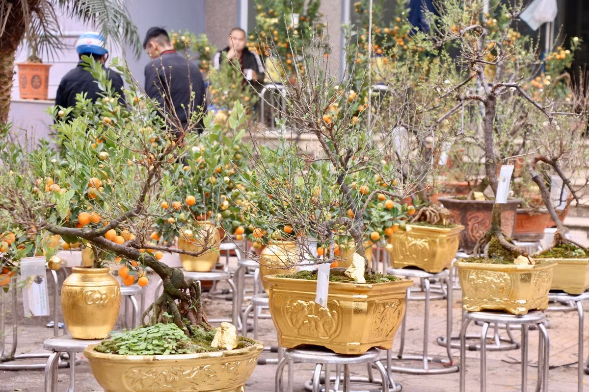 Gần Tết Nguyên đán Ất Tỵ 2025, các gian hàng bán hoa tươi tràn ngập trên nhiều tuyến đường ở Hà Nội. Đáng chú ý, trên đường Tân Mai (Hoàng Mai, Hà Nội) xuất hiện gian hàng bày bán chậu quất dát vàng. Ảnh: Tiền phong