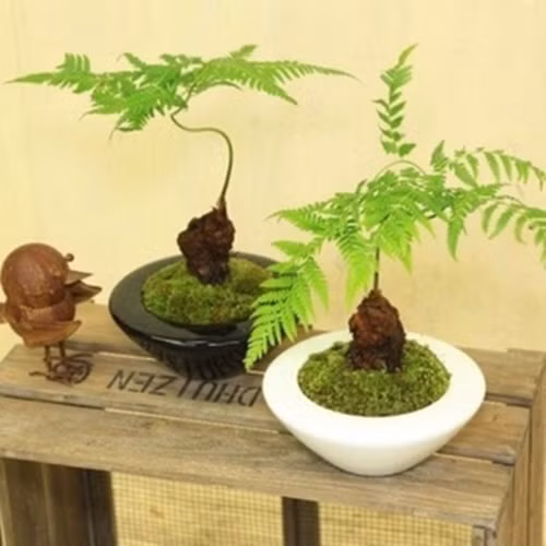  Dương xỉ vốn là cây mọc hoang dại tại bờ bụi, ven suối, chân tường ở các vùng quê. Nhưng gần đây, dương xỉ được các nghệ nhân đưa lên chậu thành bonsai. Ảnh: Shopee