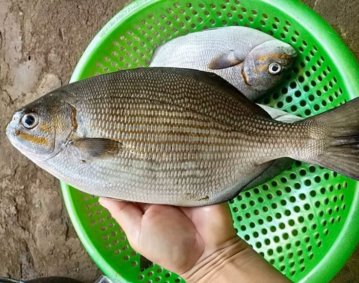 Cá tà ma thân dẹt, to nhất chỉ cỡ gang tay người lớn, bộ vảy bên ngoài màu nâu bùn với các vảy nhỏ ti ti. Ảnh: Hải sản Lý Sơn