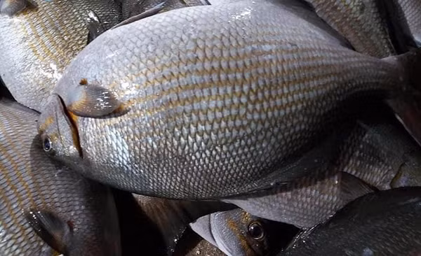 Loài cá này không xấu, không đáng sợ, không độc hại nhưng được gọi là tà ma bởi chúng sống ở gành rạn san hô, đá ngầm và rất tinh nhanh. Ảnh: Vi Vu Lý Sơn