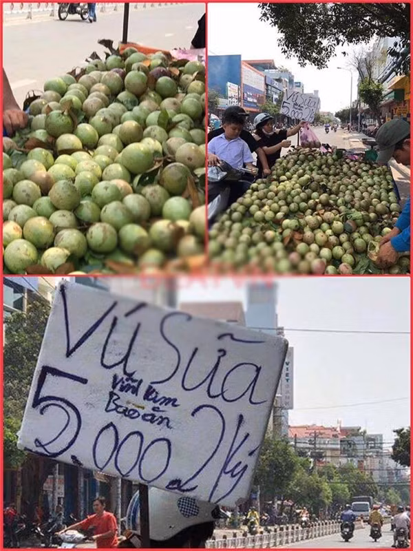 Phải thật sự tinh mắt mới nhìn ra vú sữa 25.000/2 kg. Ảnh: Internet