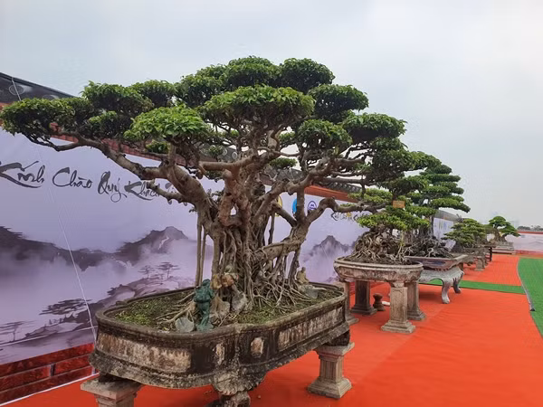 Theo nghệ nhân Nguyễn Văn Ngọ, cây sanh có chiều cao tính từ mặt chậu là hơn 2m, tán bay hơn 3m và tuổi cây khoảng trên 120 năm. Ảnh: Người đưa tin