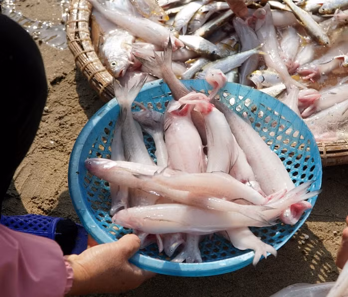 Vì vậy, những ngày đầu năm, giá cá khoai có thể lên tới 1 triệu đồng/kg, khách vẫn tranh nhau mua. Ảnh: Vietnamnet
