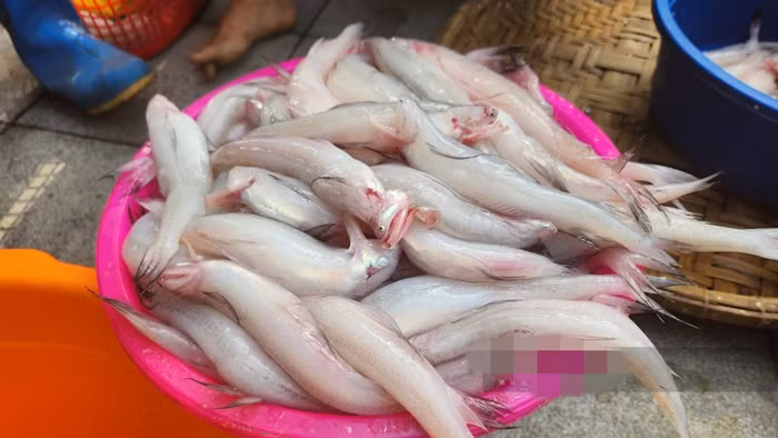  Cá khoai (hay còn gọi cá cháo) thường sống thành đàn dọc các bờ biển thuộc khu vực Duyên hải miền Trung hay các vùng biển của tỉnh Thanh Hóa, Quảng Bình, Vũng Tàu...Ảnh: Dân Việt