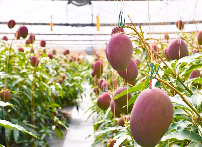 Người nông dân thậm chí còn gắn thêm các miếng phản chiếu ánh sáng ở dưới mỗi quả xoài, nhằm đảm bảo quả chín đều màu, đạt được màu đỏ đậm hoàn hảo. Ảnh: Japan Today