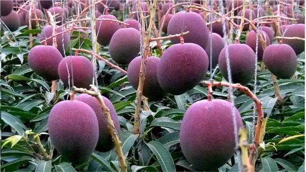 Không chỉ quý hiếm, xoài Miyazaki Nhật Bản còn đặc biệt ở quy trình chăm sóc tỉ mỉ, công phu. Xoài được trồng trong nhà kính, nhiệt độ và độ ẩm được kiểm soát chặt chẽ để đảm bảo sự phát triển tối ưu. Ảnh: Youtube