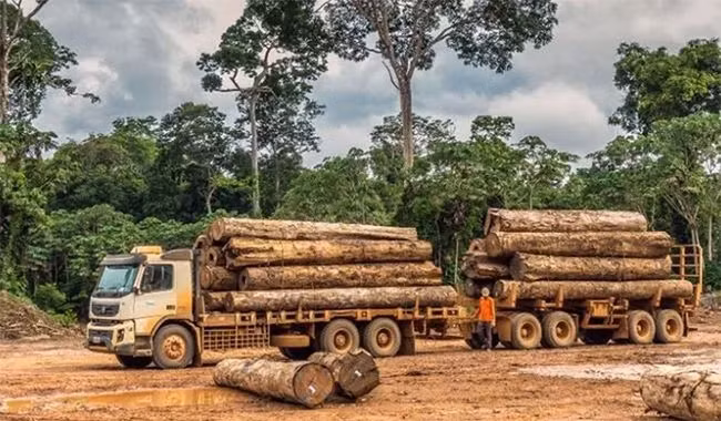 Nhiều người tin rằng, Ipe là loại gỗ còn quý hiếm hơn cả gỗ sưa ở Việt Nam. Tại nước ta, gỗ sưa được coi như "khối vàng lộ thiên" vì độ quý hiếm và giá trị cao. Ảnh: Getty