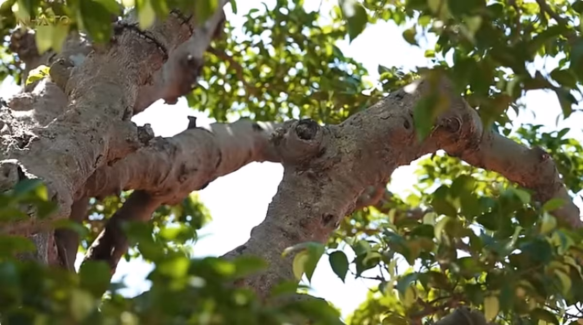 Tán lá được ví như các đuôi rồng bổ trợ cho nhau. Ảnh chụp màn hình NhaTO