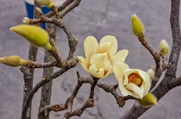 Bên cạnh những loại hoa truyền thống như đào, lê hay mận, hoa mộc lan cũng đang được tiểu thương đưa ra thị trường từ sớm, phục vụ nhu cầu chơi Tết của người dân. Ảnh: Baotintuc