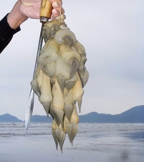 Việc đánh bắt rum biển chủ yếu dựa vào thủ công và kinh nghiệm của thợ lặn. Ảnh: SGGP